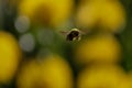 Carpenter bee in flight