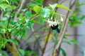 Carpenter bee with flower Royalty Free Stock Photo