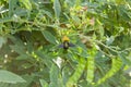 Carpenter Bee On Flower Of Gungu Tree Royalty Free Stock Photo