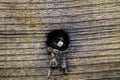 Carpenter Bee in Hole Drilled in Wood Log - Xylocopa Royalty Free Stock Photo