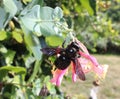 A carpenter bee on a honeysuckle Royalty Free Stock Photo