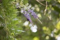 Carpenter Bee Hovering around a Purple Bloom Royalty Free Stock Photo