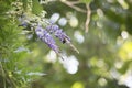 Carpenter Bee Hovering around a Purple Bloom Royalty Free Stock Photo