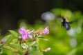 Carpenter bee hovering around purple flowers Royalty Free Stock Photo