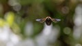 Carpenter bee hovering Royalty Free Stock Photo