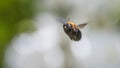 Carpenter bee hovering Royalty Free Stock Photo