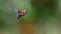 Carpenter bee hovering Royalty Free Stock Photo