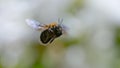 Carpenter bee hovering Royalty Free Stock Photo
