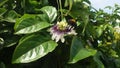 Carpenter Bee hovering over a granadilla flower. Royalty Free Stock Photo