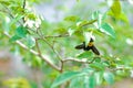 Carpenter bee with flower Royalty Free Stock Photo