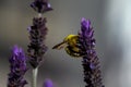 Carpenter bee pollinating a purple lavender flower - close up