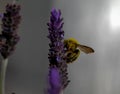 Carpenter bee on purple lavender flower - detailed close up