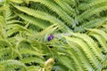 A Carpenter Bee resting on an Ostrich Fern Leaf in the summer in Wisconsin