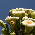 Carpenter bee and Saguaro blossoms on a sunny summer day Royalty Free Stock Photo