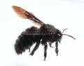 Carpenter bee species xylocopa violacea. Macro, closeup.