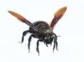 Carpenter bee species xylocopa violacea. Macro, closeup.