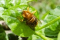 A Carpenter Bee On A Spinach Leaf Royalty Free Stock Photo