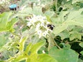 carpenter bee sucking sparrow eggplant flowers