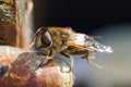 Hover Fly Up Close Macro Shot On The Lock Of A Shed Door