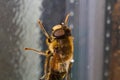 Hover Fly Up Close Macro Shot On A Glass Door