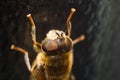Hover Fly Up Close Head View Macro Royalty Free Stock Photo