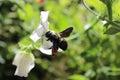 A carpenter bee on a vetch Royalty Free Stock Photo