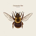 Carpenter bee, vintage engraved illustration. - Vector