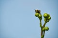 Carpenter Bee on a Wild Prairie Dock Flower Blud with Clear Skys in Background Royalty Free Stock Photo