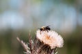 A Carpenter Bee On A Wild Thistle Flower.