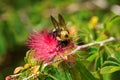 Carpenter bee working, pollinating and feeding on a powder puff flower in spring on a sunny afternoon