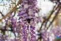 Carpenter bee & x28;Xylocopa Valga& x29; pollinate purple and lavender Wis