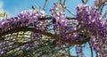 Carpenter bee & x28;Xylocopa Valga& x29; pollinate purple and lavender Wis