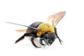 Carpenter bee Xylocopa pubescens Royalty Free Stock Photo