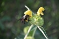 A Carpenter bee xylocopa sonorina feasting upong Crikvenica field Royalty Free Stock Photo