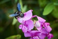 Carpenter bee Xylocopa on a vetch Royalty Free Stock Photo