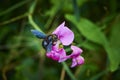 Carpenter bee Xylocopa on a vetch Royalty Free Stock Photo