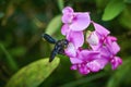 Carpenter bee Xylocopa on a vetch Genus Vicia Royalty Free Stock Photo