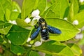 Carpenter bee,Xylocopa violacea L. Royalty Free Stock Photo