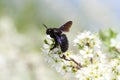 Carpenter bee pollinate bloomed flowers in spring