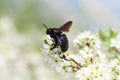 Carpenter bee pollinate bloomed flowers in spring Royalty Free Stock Photo
