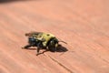 Carpenter Bee (Xylocopa virginica) Royalty Free Stock Photo