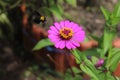 A Carpenter bee (Xylocopa) was preparing to collect pollen