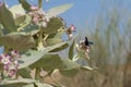 A Carpenter Bee xylocopinae violacea stops on a purple desert flower Sodom`s Apple