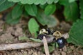 Carpenter bees aka bore bees