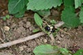 Carpenter bees aka bore bees