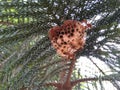 Carpenter bees build their nest in the tree top