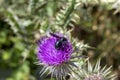 Carpenter bees collects nectar on a flower close-up