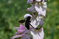 Carpenter bees and flower clary sage Royalty Free Stock Photo