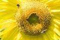 Carpenter Bumble Bees flying to Sunflower