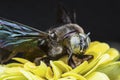 Extreme close up shot of the carpenter bee